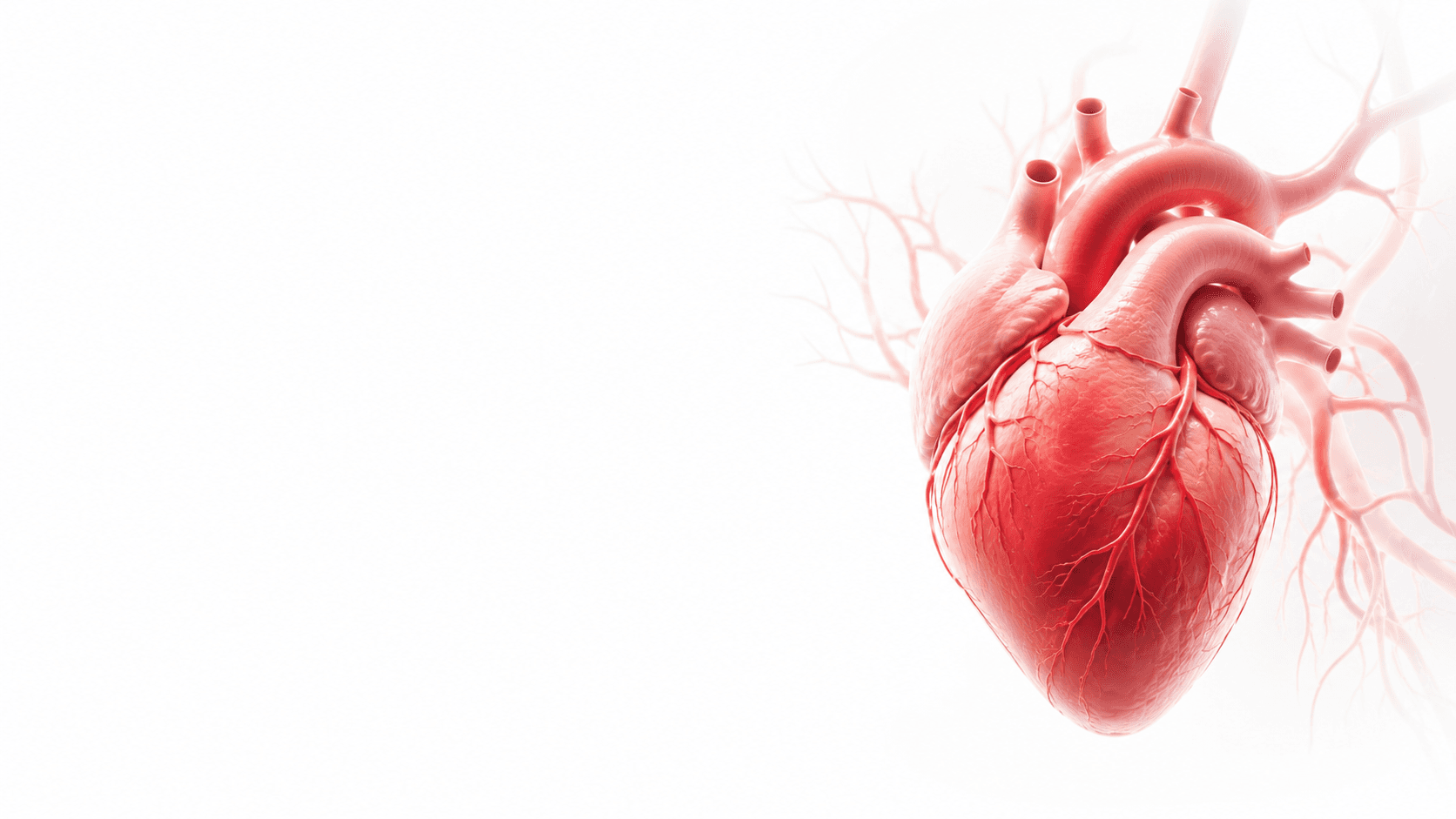 Heart Center at Florence Healthcare International